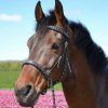 Uzdečka bezudidlová Taiga F.R.A., černá (Velikost PONY)
