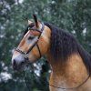 Uzdečka Hackamore Caval F.R.A., černá (Velikost EXTRA FULL)