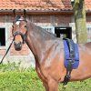 Dečka pod lonžovací obřišník Classic BUSSE, navy (Velikost 80x15 cm)
