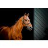 Ohlávka kožená Signature Horseware, černá (Velikost EXTRA FULL)