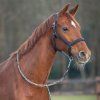 Ohlávka anatomická Salerno QHP, černá (Velikost PONY)