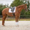 Kamaše přední Champion QHP, pár, bílé (Velikost L)