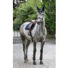 Kamaše drezurní AirFlow Back on Track, pár, navy (Velikost S)