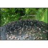 31393 5 sticky trap lep na ovady 1 5l