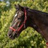 Set ohlávky s vodítkem QHP, sunset red (Velikost COB)