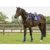 Kamaše přední Eventing Technical QHP, pár, cobalt blue (Velikost L)