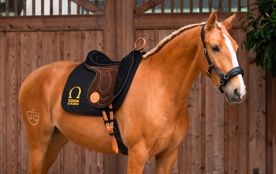 Podkładki SIGNUM – ​​jakość dla jeźdźca i konia