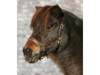 Kantar STAR Diamond Waldhausen brązowo-złoty