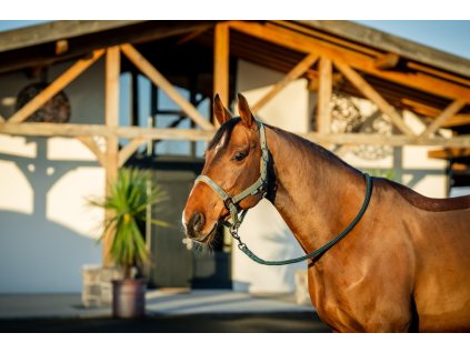 Zestaw kantar z uwiązem Amigo, bramble