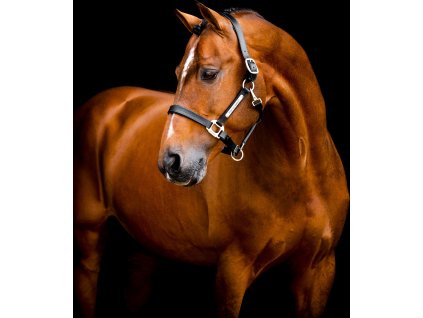 Kantar skórzany Signature Horseware, czarny