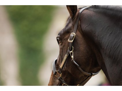 Kantar Skórzany Amigo, Brązowy