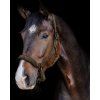 Kantar St. Gallen Waldhausen, green brown (Rozmiar COB)