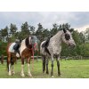 Maska przeciw owadom Horse Mania, z ochroną uszu, różowa pantera