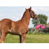 Zabawka dla koni QHP, Jednorożec