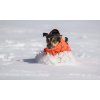 Derka dla psa Bark All-Round Back on Track, orange (Rozmiar 30 cm)