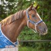 Kantar i uwiąz QHP, seashell (Rozmiar PONY)