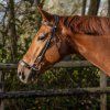 Ogłowie Luxury QHP, brązowe (Rozmiar PONY)