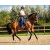 Nauszniki PerformNow PresTeq, navy (Rozmiar COB)