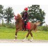 Nauszniki świąteczne Rudolf QHP, czerwony (Rozmiar PONY)