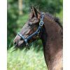 Kantar źrebięcy Lily QHP, navy (Rozmiar PONY)