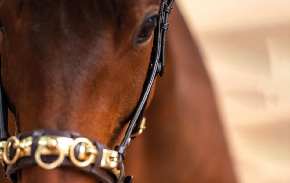 Obnosky: všetko dôležité + recenzie