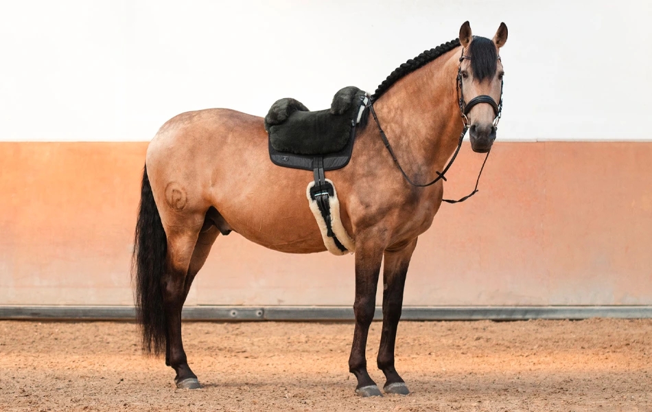 Ako vybrať: jazdecký pad