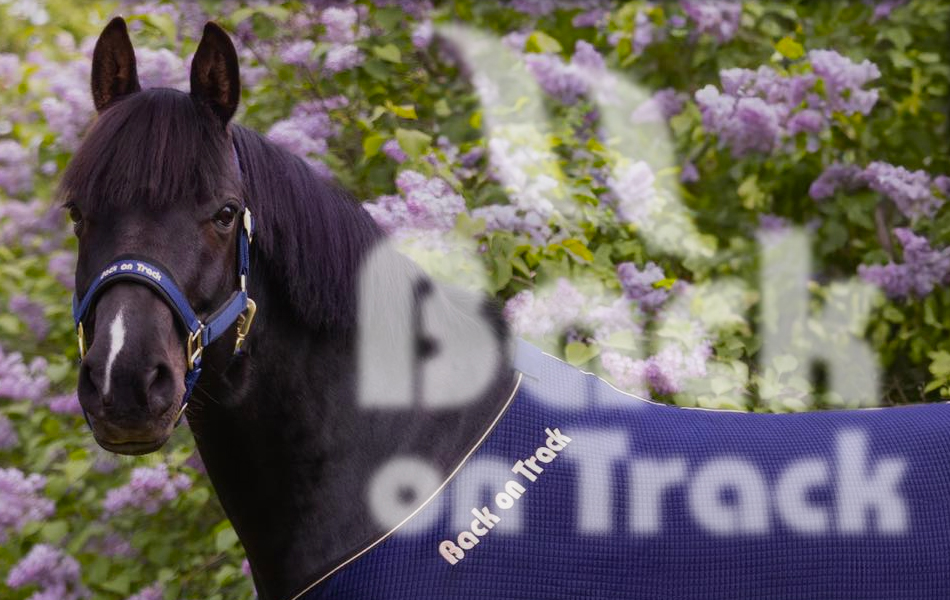 Back on Track – terapia pre zvieratá aj ľudí