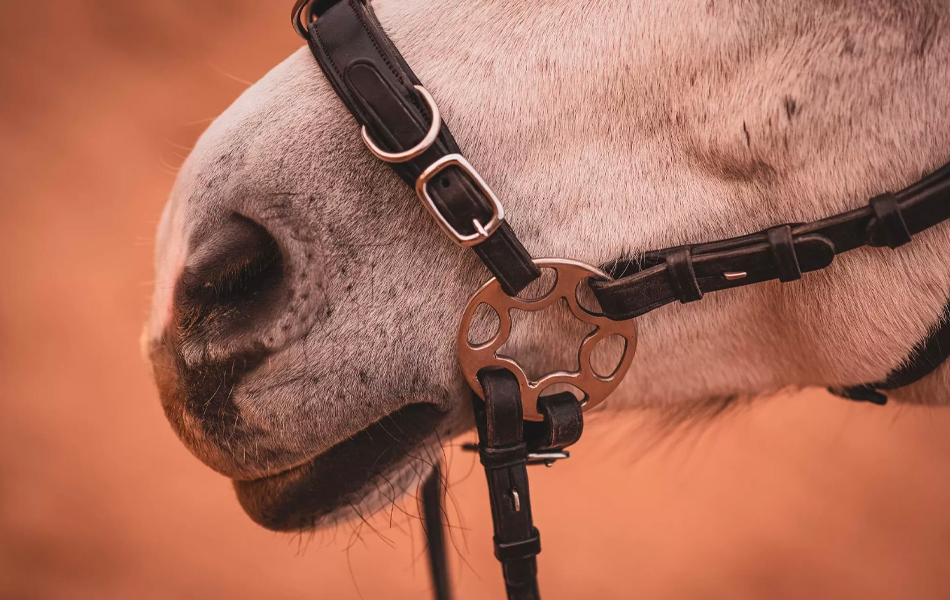 RECENZIA: F.R.A. Caval - bezzubadlová uzdečka