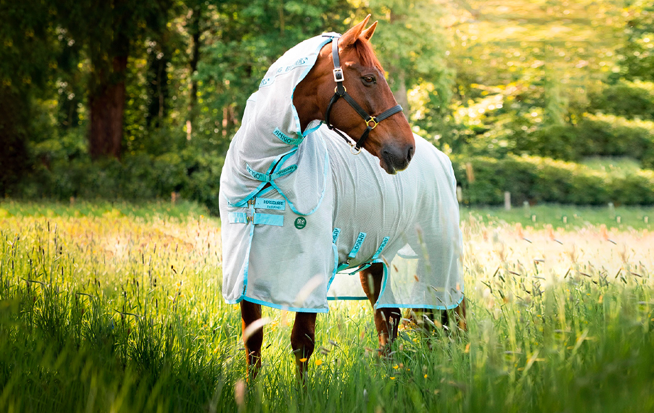 Chráňte kone pred hmyzom