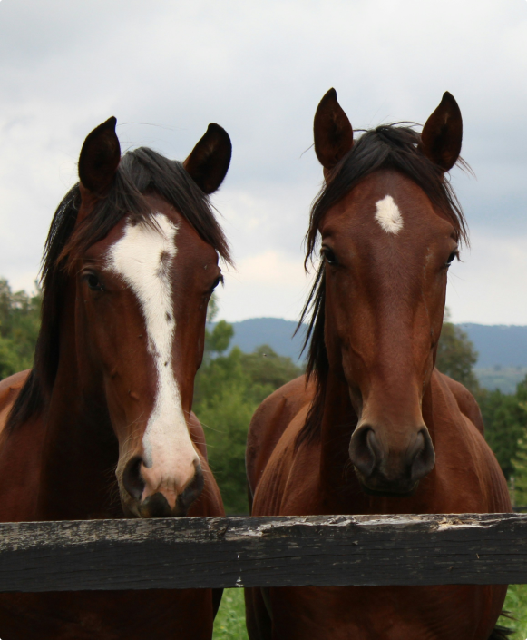 Horse 1