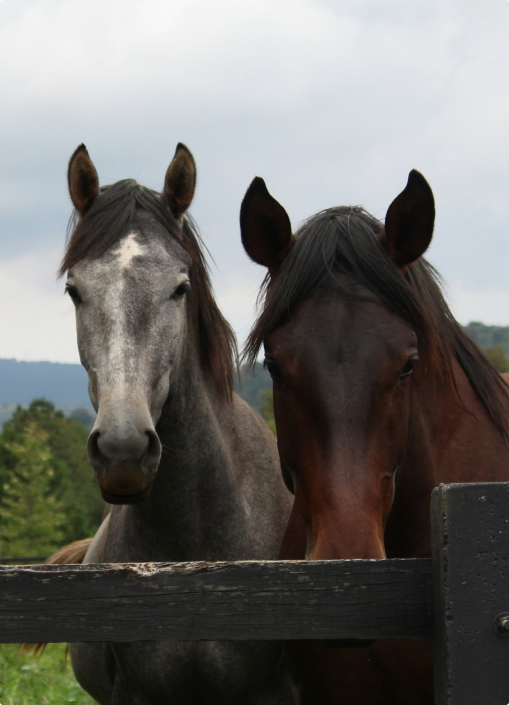 Horse 2