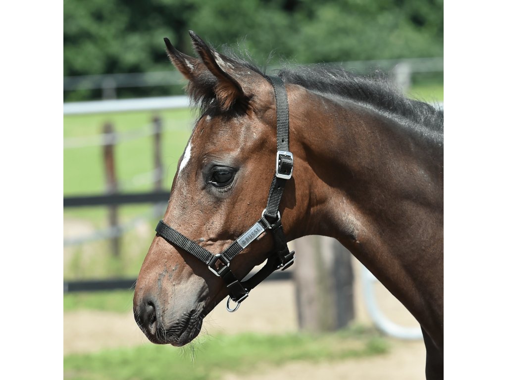 Ohlávka žriebäcia Fohlen BUSSE, čierna
