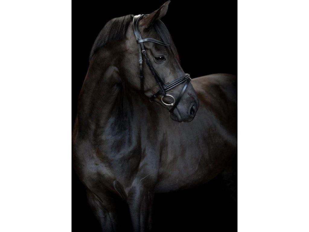 Uzdečka Torina CATAGO, čierna (Veľkosť PONY	)
