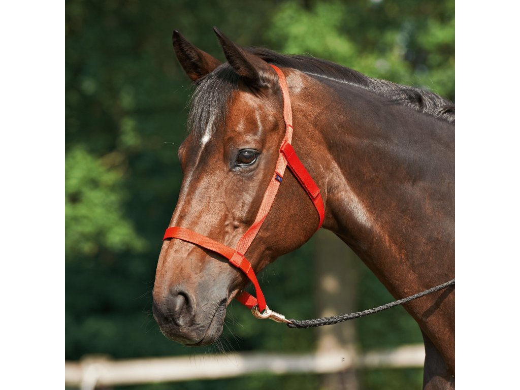 Ohlávka Weide BUSSE, red