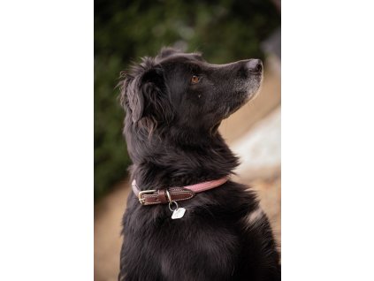 Obojok pre psov Billie Penelope, pink/lurex
