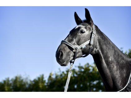 Ohlávka Dublin Bucas, iron gate/silver