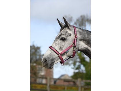 Ohlávka Dublin Bucas, raspberry