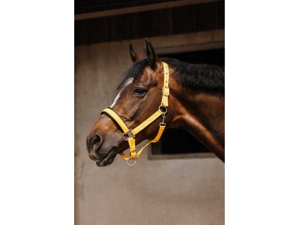 Ohlávka Jacquard Equithème, gold