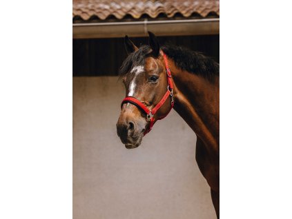 Ohlávka Jacquard Equithème, red