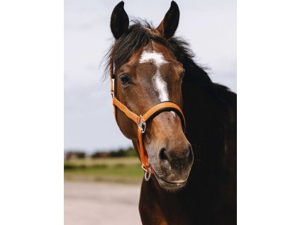 Ohlávka Jacquard Equithème, orange