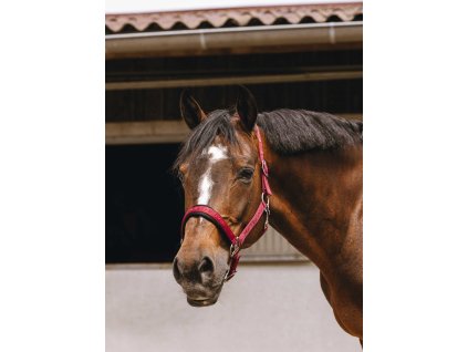 Ohlávka Jacquard Equithème, burgundy