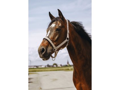 Ohlávka Jacquard Equithème, taupe