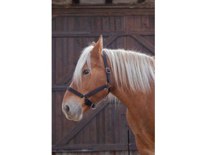 Ohlávka pre ťažné kone Norton Pro, čierna