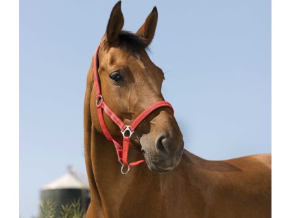 Ohlávka Reflective NORTON, red