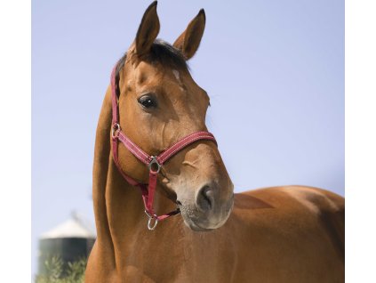 Ohlávka Reflective Norton, burgundy