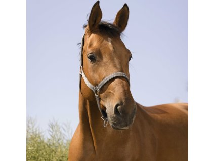 Ohlávka Reflective Norton, grey