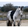 Pad jazdecký Special Brockamp, PONY, jeans blue