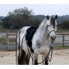 168168 4 pad jezdecky special brockamp full anthracite