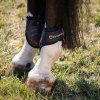 Gamaše zadné Young Horse Ruby Equestro, pár, hnedé (Veľkosť COB)