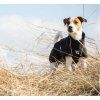 Deka pre psov Bark All-Round Back on Track, čierna (Veľkosť 25 cm)